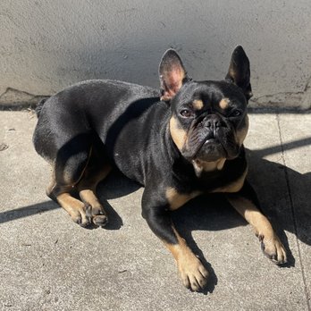 Affordable Animal Hospital - you are sooo loved - Veterinarians Near Me - Orange, California Affordable Animal Hospital - you are sooo loved - Veterinarians Near Me - Orange, California
