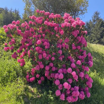 Cocina Mariposa - Rhododendron bush - Mexican Near Me - Eureka, California
