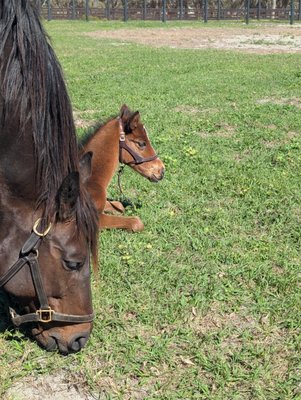 Farm Tours of Ocala by null