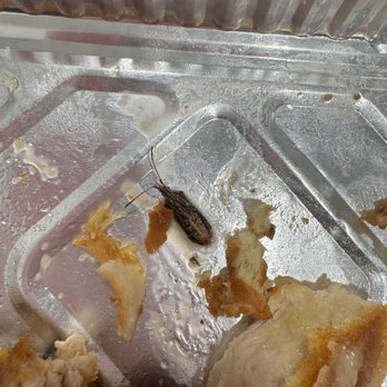 Little Pub - Bug fell out of my sandwich - New American Near Me - Stratford, Connecticut