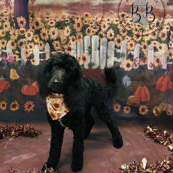 The Dood Ranch - Pet Breeders Near Me The Dood Ranch - Pet Breeders Near Me
