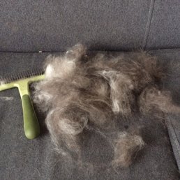 This came off my dog immediately AFTER he was groomed. This came off my dog immediately AFTER he was groomed.