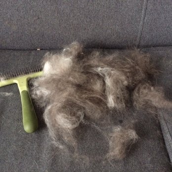 Grooming Gallery - This came off my dog immediately AFTER he was groomed. - Pet Groomers Near Me - Montclair, New Jersey Grooming Gallery - This came off my dog immediately AFTER he was groomed. - Pet Groomers Near Me - Montclair, New Jersey