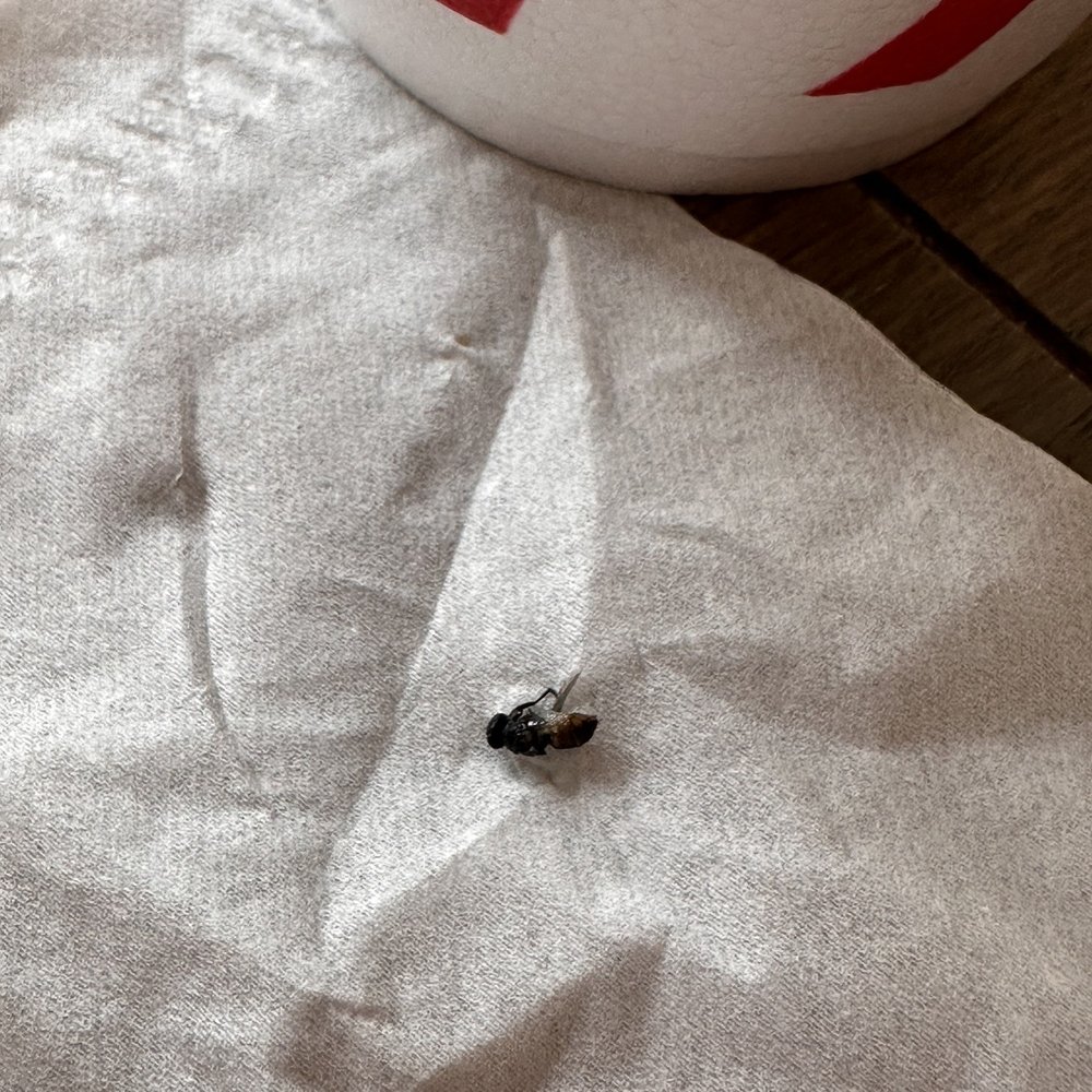 Chick-fil-A - Bug that was inside the shake my son had intake - Fast Food Near Me - Burnsville, Minnesota Chick-fil-A - Bug that was inside the shake my son had intake - Fast Food Near Me - Burnsville, Minnesota