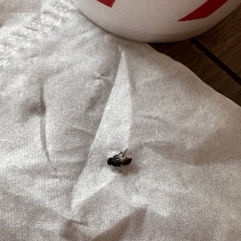 Chick-fil-A - Bug that was inside the shake my son had intake - Fast Food Near Me - Burnsville, Minnesota