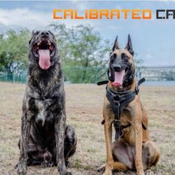 Calibrated Canine
