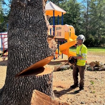 Zero Gravity Tree Service - Oak tree removal - Tree Services Near Me Zero Gravity Tree Service - Oak tree removal - Tree Services Near Me