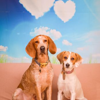 Pit Stop HQ - Pet Sitting Near Me - Philadelphia, Pennsylvania