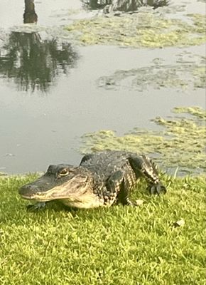 Cherrywood BBQ & Ale House by null