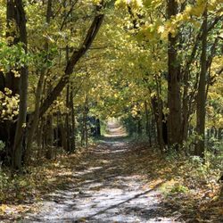 Burchfield Park - Walking paths with plenty of shade