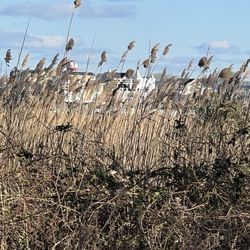 Garrett Family Preserve At Cape Island Creek - Salt marsh