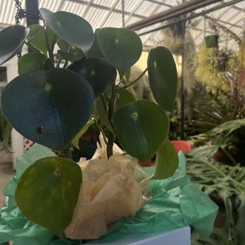 Shelldance Orchid Gardens - Nurseries & Gardening Near Me - Pacifica, California