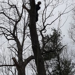 Northern Tree Service