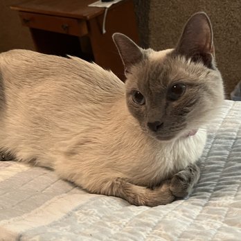Cielo Grande Veterinary Center - Veterinarians Near Me - Roswell, New Mexico