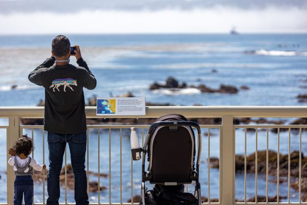 Monterey Bay Aquarium by null