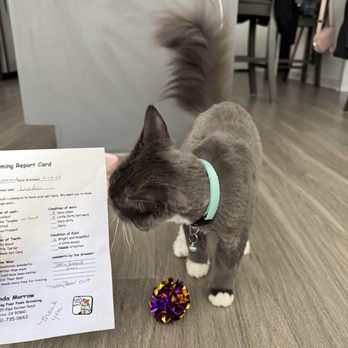 Four Paws Grooming - Diamond is happy with her report card from Linda - Pet Groomers Near Me - Norco, California Four Paws Grooming - Diamond is happy with her report card from Linda - Pet Groomers Near Me - Norco, California
