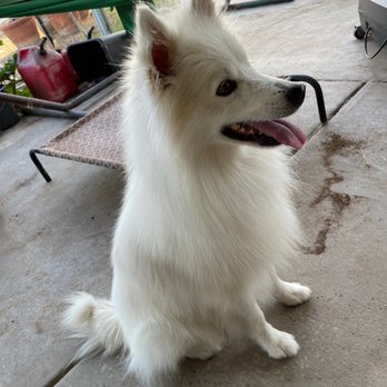 Petco - Doby the American Eskimo - Pet Stores Near Me - Chula Vista, California