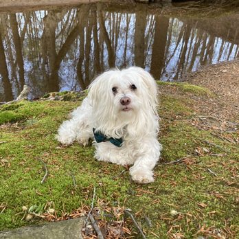Olney Manor Dog Park - Ollie, my sir. - Dog Parks Near Me - Olney, Maryland Olney Manor Dog Park - Ollie, my sir. - Dog Parks Near Me - Olney, Maryland