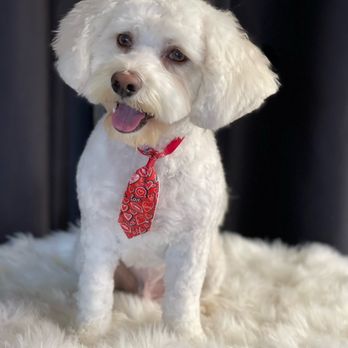 Paws in Motion DB - Pet Groomers Near Me Paws in Motion DB - Pet Groomers Near Me