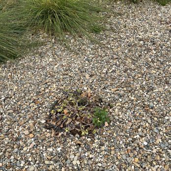 Greengo Landscaping - Dead/dying plants - Masonry/Concrete Near Me - Walnut Creek, California Greengo Landscaping - Dead/dying plants - Masonry/Concrete Near Me - Walnut Creek, California