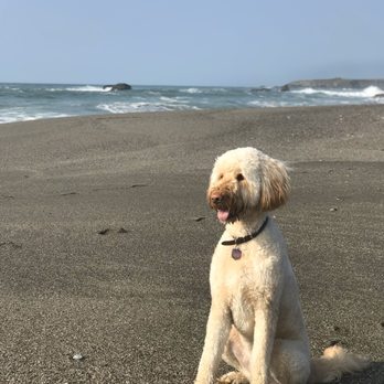 Colony Breeders - Pet Breeders Near Me