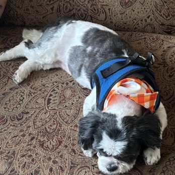 New Image Pet Grooming - Pet Groomers Near Me New Image Pet Grooming - Pet Groomers Near Me
