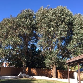 Arbor Age Tree Services - BEFORE - Tree Services Near Me