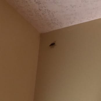 Oceanfront Legacy Vacation Rental - Flying cockroach on wall! - Vacation Rentals Near Me - Hakalau, Hawaii