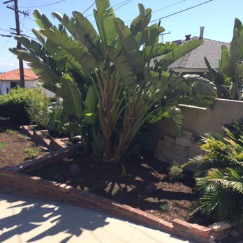 LaForest Landscaping - a palm tree in the front yard - Landscaping Near Me - San Pedro, California