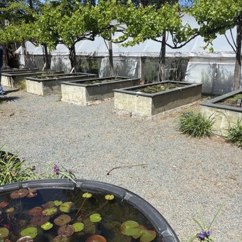 Golden Pond Water Plants - Nurseries & Gardening Near Me - Loomis, California