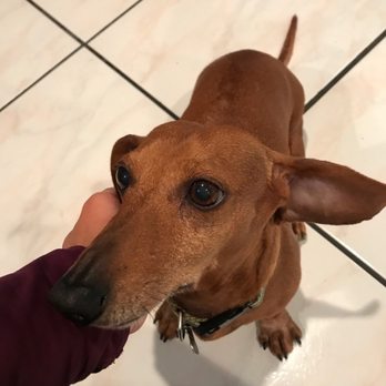 Sky's the Limit Pet Service - My weiner friend Waffle - Dog Walkers Near Me Sky's the Limit Pet Service - My weiner friend Waffle - Dog Walkers Near Me