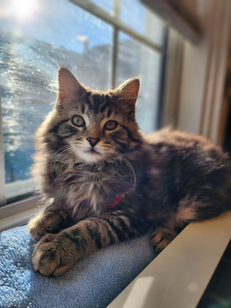 VILLAGE VETERINARY CLINIC Updated September 2024 56 Front St