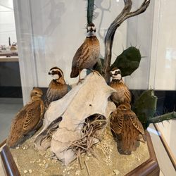 Delmarva Discovery Museum - Bobwhites and Prickly Pear cactus carving