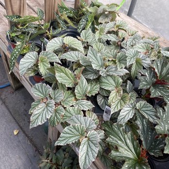 King's Greenhouse - Begonias - Nurseries & Gardening Near Me - Stallings, North Carolina King's Greenhouse - Begonias - Nurseries & Gardening Near Me - Stallings, North Carolina