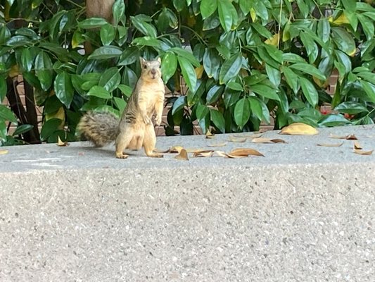 Franklin D. Murphy Sculpture Garden by null