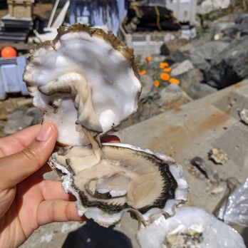 Taylor Shellfish Farms - Seafood Markets Near Me - Bow, Washington Taylor Shellfish Farms - Seafood Markets Near Me - Bow, Washington