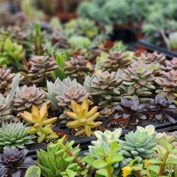 Leonardi's Nursery Landscaping & Irrigation