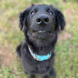 Country Pup Pet Services