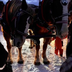 Gold Run Nordic Center - Horses
