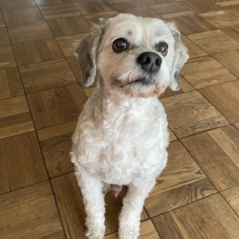 poshpetcare - Pet Groomers Near Me - Los Angeles, California