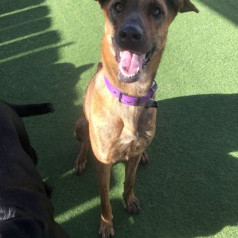Camp Run-A-Mutt Point Loma - Our happy girl - Pet Boarding Near Me - San Diego, California