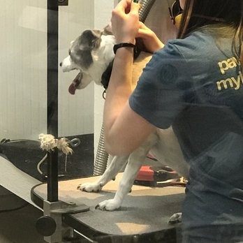 Pawsh Wash - Pet Groomers Near Me - Lawrence, Kansas