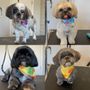 Photo of Pretty Girl Pet Grooming