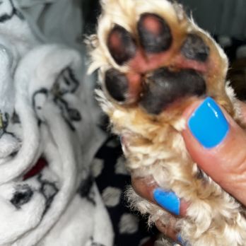 West Kendall Dog Grooming - Cut paw and redness inside the beans - Pet Groomers Near Me - Miami, Florida