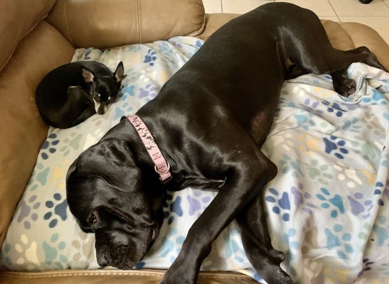 WAGGY RESORT - Updated May 2024 - 12 Photos & 14 Reviews - 638 SW Todd