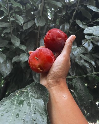Fruits/Vegetables - 𝚏𝚎𝚊𝚝𝚞𝚛𝚒𝚗𝚐 𝚕𝚘𝚌𝚊𝚕 𝚂𝚊𝚌𝚛𝚊𝚖𝚎𝚗𝚝𝚘 𝚐𝚊𝚛𝚍𝚎𝚗𝚎𝚛𝚜, 𝚞𝚛𝚋𝚊𝚗 𝚏𝚊𝚛𝚖𝚎𝚛𝚜, 𝚖𝚢𝚌𝚘𝚕𝚘𝚐𝚢 & 𝚙𝚎𝚛𝚖𝚊𝚌𝚞𝚕𝚝𝚞𝚛𝚎 𝚎𝚗𝚝𝚑𝚞𝚜𝚒𝚊𝚜𝚝𝚜 Fruits/Vegetables - 𝚏𝚎𝚊𝚝𝚞𝚛𝚒𝚗𝚐 𝚕𝚘𝚌𝚊𝚕 𝚂𝚊𝚌𝚛𝚊𝚖𝚎𝚗𝚝𝚘 𝚐𝚊𝚛𝚍𝚎𝚗𝚎𝚛𝚜, 𝚞𝚛𝚋𝚊𝚗 𝚏𝚊𝚛𝚖𝚎𝚛𝚜, 𝚖𝚢𝚌𝚘𝚕𝚘𝚐𝚢 & 𝚙𝚎𝚛𝚖𝚊𝚌𝚞𝚕𝚝𝚞𝚛𝚎 𝚎𝚗𝚝𝚑𝚞𝚜𝚒𝚊𝚜𝚝𝚜