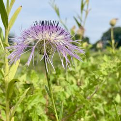 Exploration Green - Wildflower
