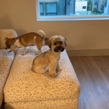 PetSmart - Lamb haircut. (Short hair on body and long on the legs/paws) - Pet Stores Near Me - Santa Ana, California PetSmart - Lamb haircut. (Short hair on body and long on the legs/paws) - Pet Stores Near Me - Santa Ana, California