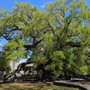 Treaty Oak Park