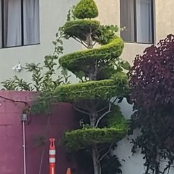 Sazón Mexico